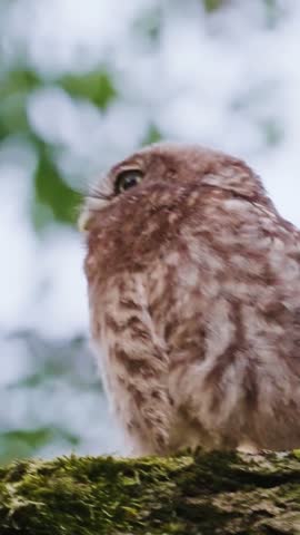 Close Up of Owl Face and Bright Eyes