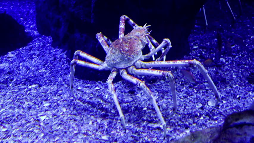 An underwater photograph of a Japanese giant crab (Macrocheira kaempferi, also known as the triangle crab) moving across the sandy seabed of an aquarium, surrounded by small fish under blue light