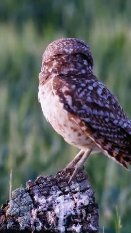 Close Up of Owl Face and Bright Eyes