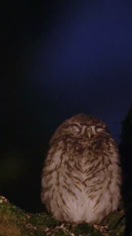 Close Up of Owl Face and Bright Eyes