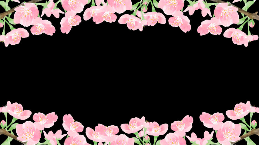 Watercolor Cherry Blossom Frame Animation, Hand-Drawn Pink Sakura Flowers, Transparent Background