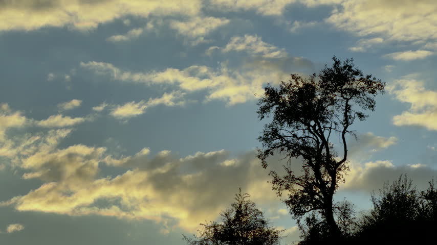 Tree infront of a cloudy sky 