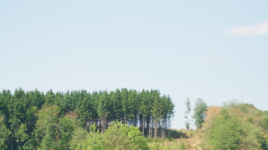 Evergreen forest and tree line under a blue sky view from the car