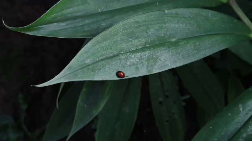 Small Red Beetle Crawling on a Large Green Leaf in a Dark Tropical Natural Environment