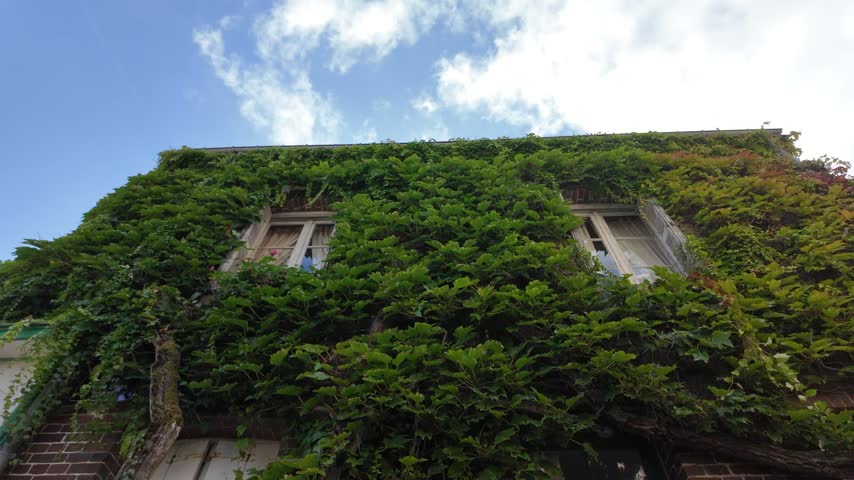 Ivy-covered traditional house facade with partially visible windows beneath dense greenery in Veules-les-Roses, Normandy, France