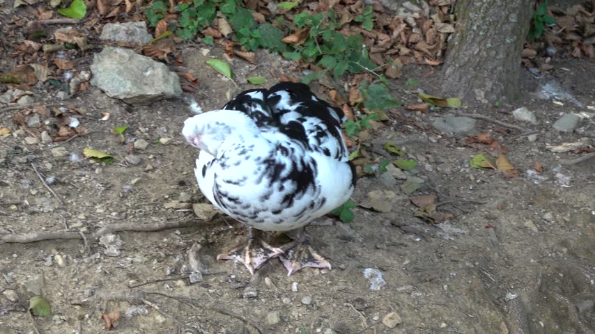 An exotic duck is relaxing on the lakeshore.