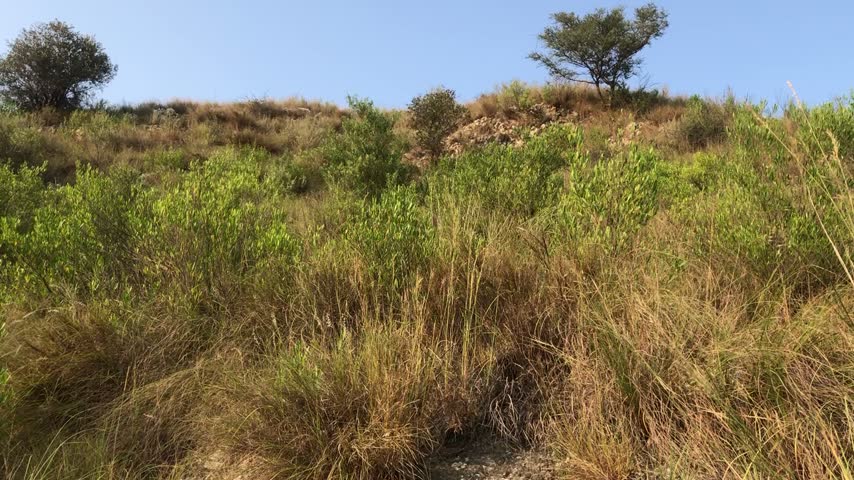Grassy hillside with green bushes and scattered trees under clear blue sky

Low-angle view of a dry grass slope dotted with vibrant green bushes and isolated trees against a bright daytime sky. The natural outdoor landscape features steady daylight and a tranquil rural atmosphere.