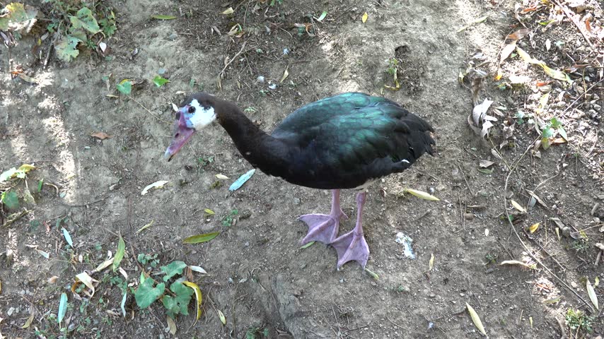 An exotic duck is relaxing on the lakeshore.