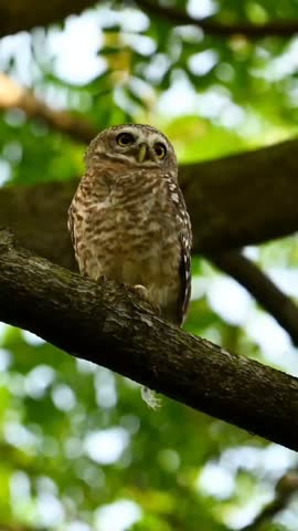 A Small Owl Perched on a Tree Branch in a Green Forest, Close-Up Wildlife Footage
