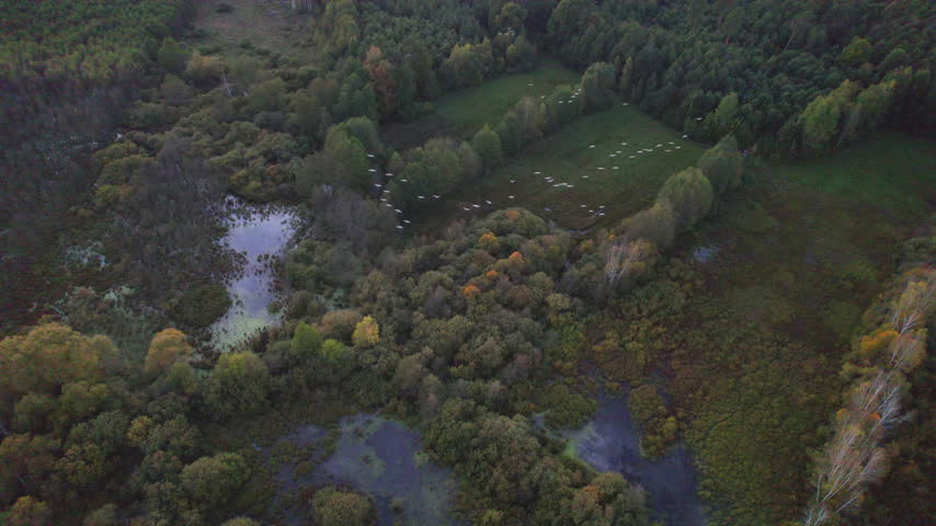 Flock of crane birds. Aerial video with birds.