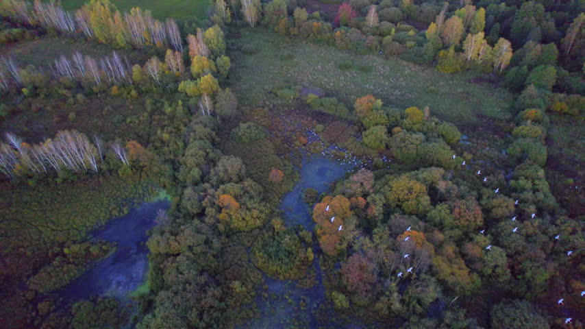 Flock of crane birds. Aerial video with birds.