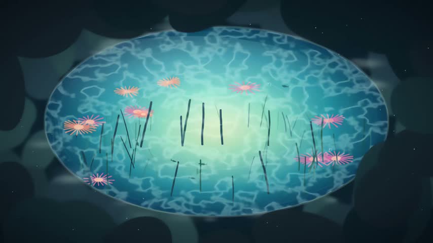 Top- down tide pool framed by dark layered rocks a luminous turquoise pool with concentric ripples suggesting an animal s eye, swaying kelp fronds, coral and pink anemone- like rosettes, small silhouetted fish, rising bubbles and shimmering caustic light. Foam breathes at the edges. Smooth seamless loop with open central space for nature campaigns, documentaries and presentations.