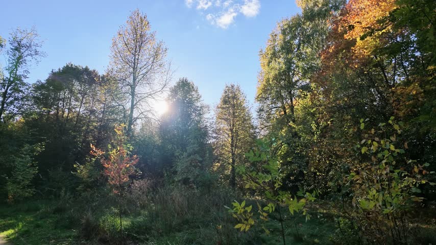 Sun shines through tall autumn trees above a meadow and a footpath in a park.