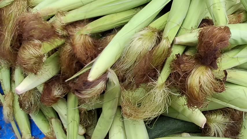 Footage of baby corns