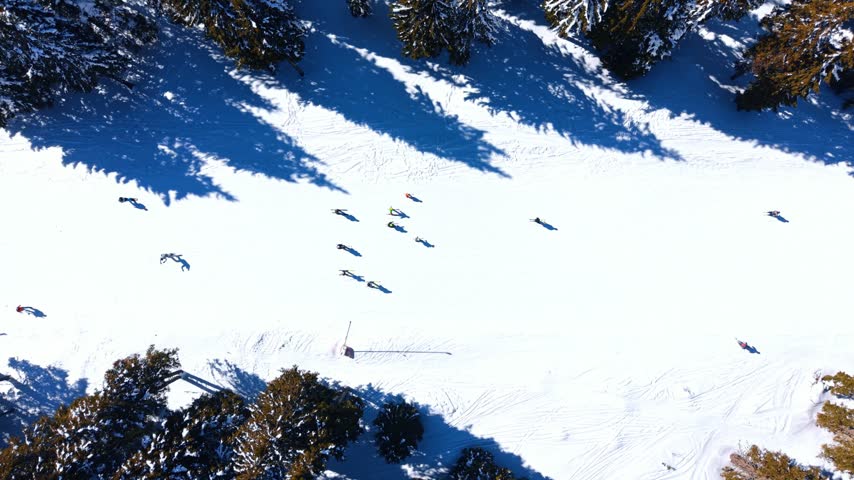 Skiers on mountain piste surrounded by trees. A top view captures winter sports enthusiasts sliding down a white snow slope flanked by pine woods.