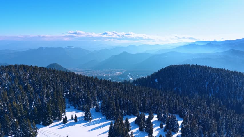 Snow covered pine forest in mountains during winter, aerial view. Dark green evergreen trees grow on white slopes above a distant misty valley under clear blue sky in sunny daylight.