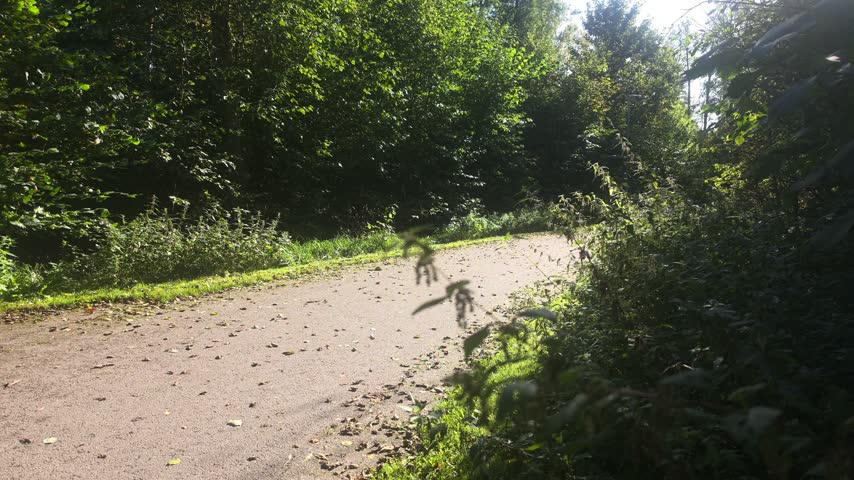 ​Curving trail edged by wild undergrowth