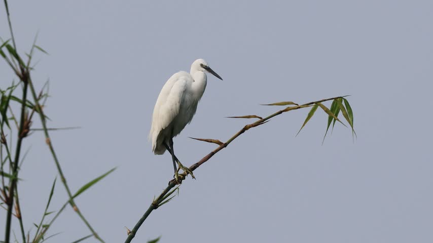 Little egret perched in a bamboo tree.