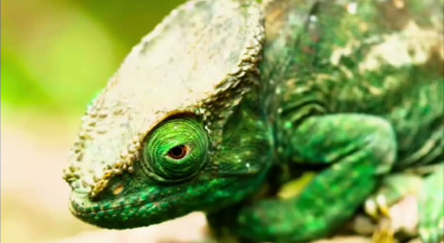 A beautiful new cute lizards animals.