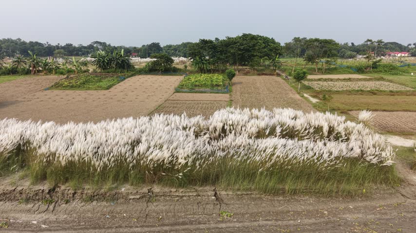 A beautiful rural landscape featuring a vibrant patch of white Kans grass in the foreground, with cultivated agricultural fields and trees in the background.