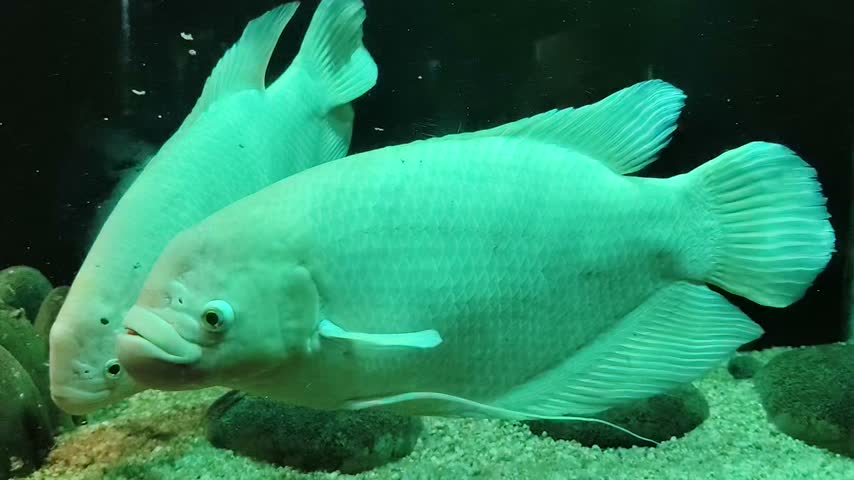 White Giant Gourami Fish Swimming in Aquarium