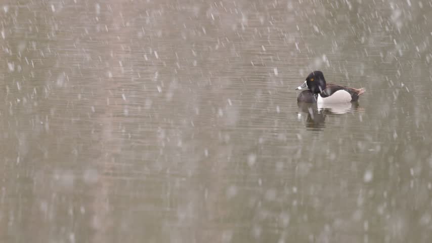 Ducks feeding in a lake in Rocky Mountain National Park while snow falls.
