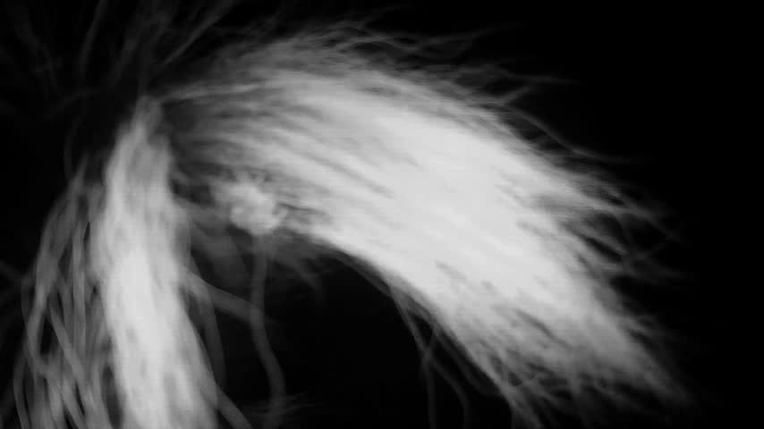 A nocturnal wildlife scene captured in infrared shows two striped skunks foraging near tree trunks, with one skunk