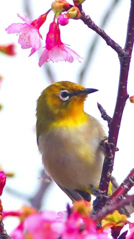 Close-up bird footage on vibrant pink flowers, soft lighting, ideal for nature banners or wildlife backgrounds