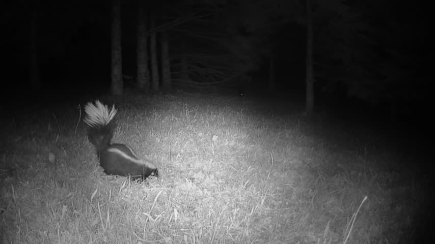 An infrared trail camera records a striped skunk foraging on the forest lawn as another skunk approaches from the darkness, revealing its reflective eyes.