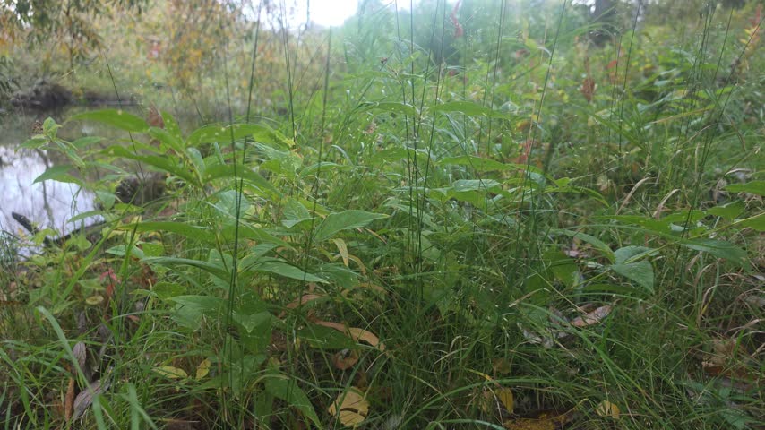 Wild marsh grasses thriving near moist terrain