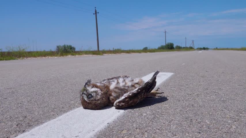Indifferent or inattentive motorists kill all animals on the highway, from insects to large mammals. A dead little owl on a country road