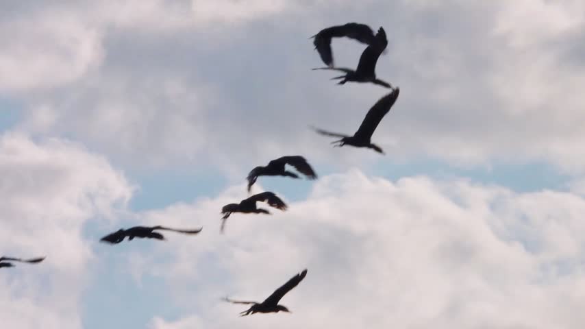 A flock of black cormorants flies over the grey waters of the lagoon
