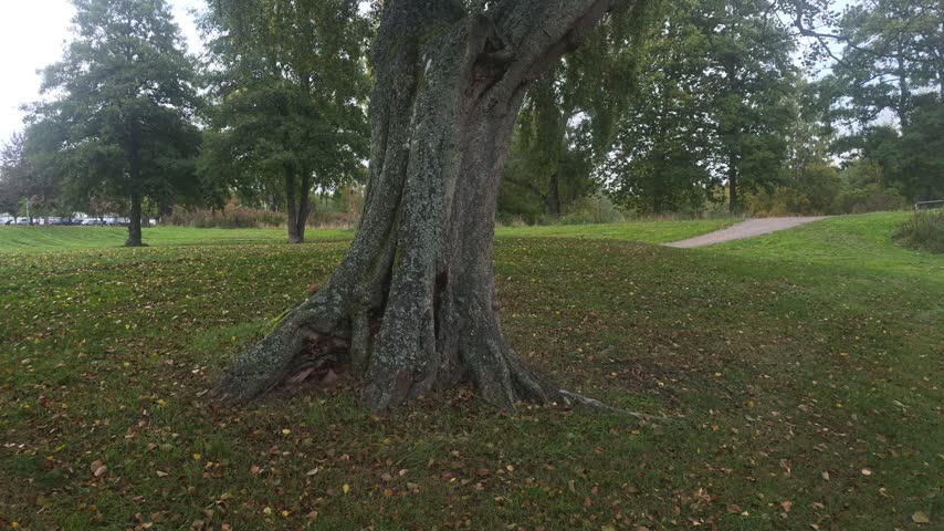 Ancient trunk tilting toward leafy branches