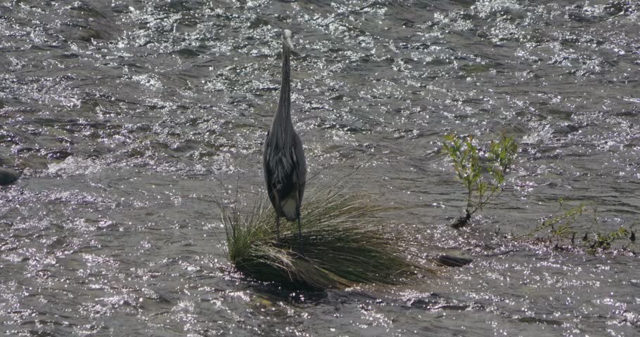 Great Blue Heron Standing in the American River Sacramento