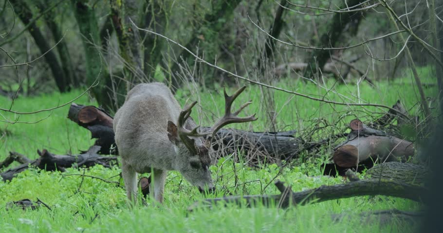 Buck Eating Grass in a Lush Green Forest
