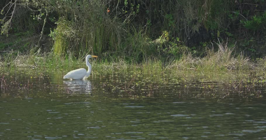 Great Egret Wading in Shallow Water Along Riverbank
