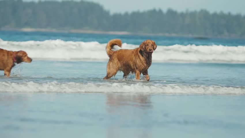 Two golden retriever dogs playing in shallow ocean water at the beach.