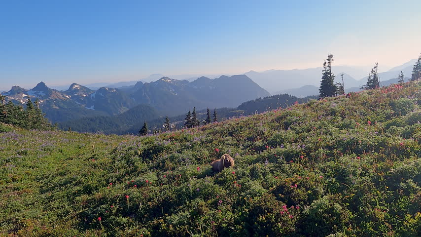 A marmot in a meadow of wildflowers with mountains in the background under a clear blue sky.