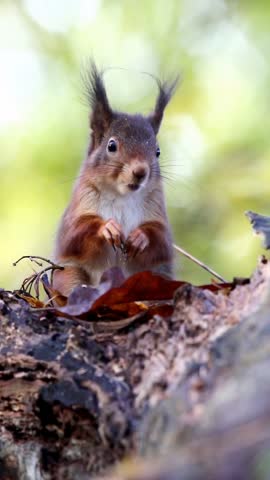 Red squirrel sitting on tree trunk outdoors in forest curious perched