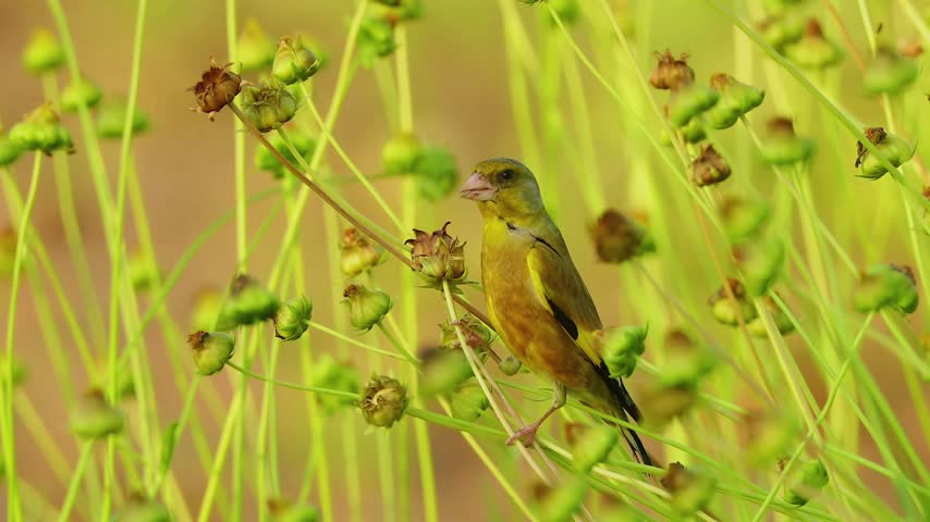 Small green finch bird perched on slender green stems with seed pods in a bright yellowish meadow