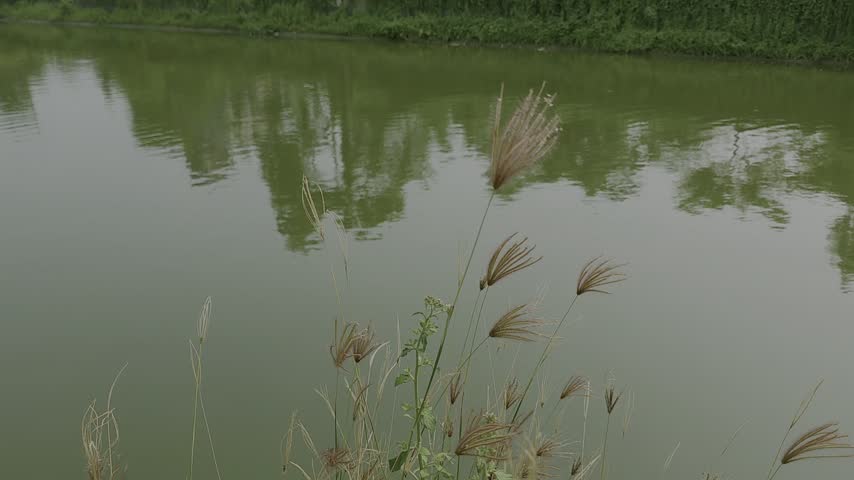 Serene village pond surrounded by lush green foliage and tranquil nature.