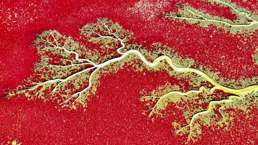 A stunning aerial perspective captures a dense forest of red tide trees surrounding a winding river system.