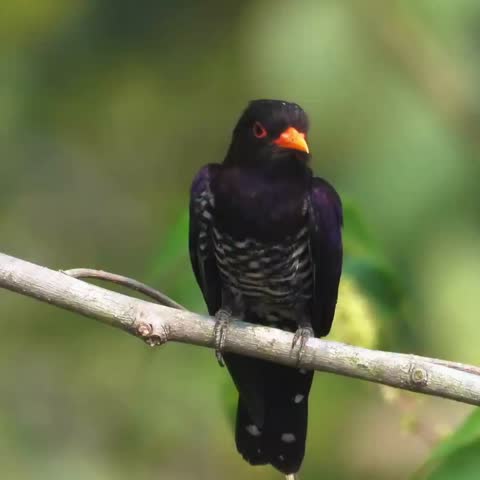 Male violet cuckoo bird sitting on a branch in natural green blurred background