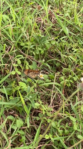 A butterfly on green grass 
