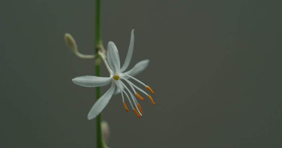 Macro shot of a delicate white spider plant flower in bloom