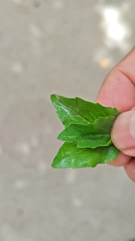 Hand Holding Fresh Sprig of Green Basil Leaves