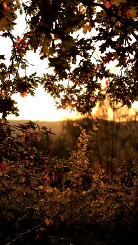 Sunset in the autumn forest through the branches of a tree. 