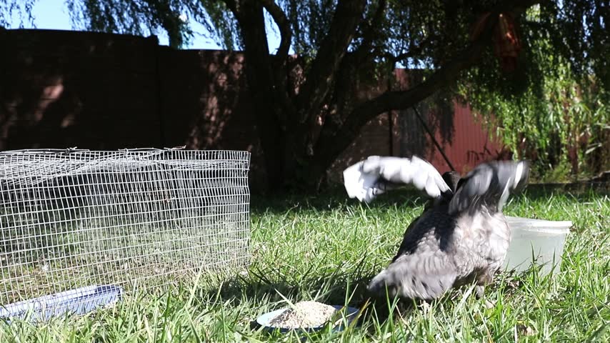 Young duck flapping its wings beside a mesh enclosure on a green lawn