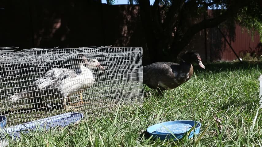 Human hand pouring dry feed as a young duck approaches and eats on a green lawn