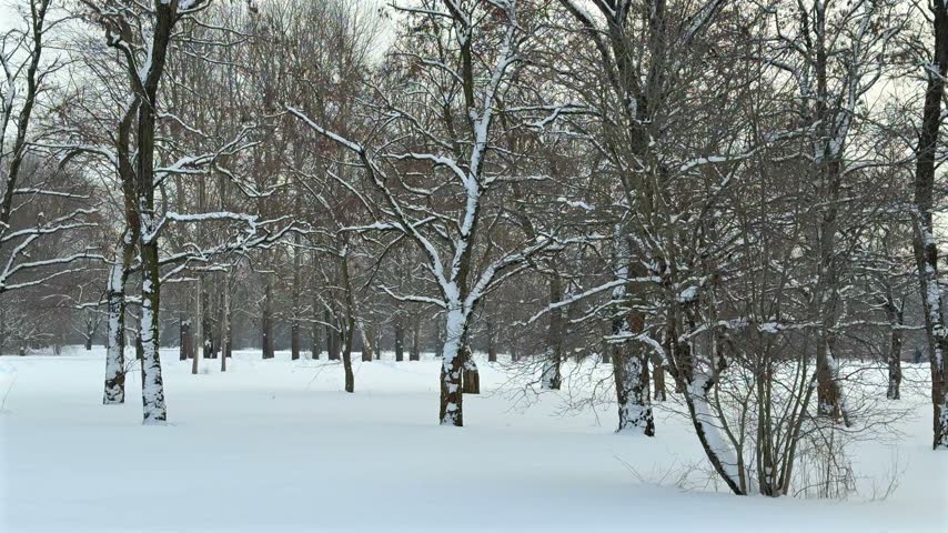 Bare deciduous trees dusted with white snow in a quiet, snow-covered forest park on a cold winter day.